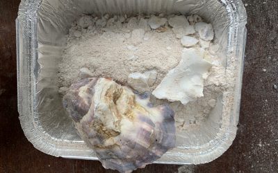 Farmed Porthilly Oyster